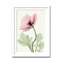インテリアアート　X-ray Photograph　Steven N Meyers(スティーブンNマイヤーズ)　Iceland　Poppy II 　AS-11408