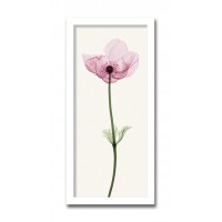 インテリアアート X-ray Photograph Steven N Meyers(スティーブンNマイヤーズ) Anemone I AS-11409|ライフ&ビューティ