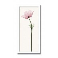 インテリアアート　X-ray Photograph　Steven N Meyers(スティーブンNマイヤーズ)　Anemone II 　AS-11410