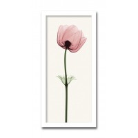 インテリアアート X-ray Photograph Steven N Meyers(スティーブンNマイヤーズ) Anemone III AS-11411