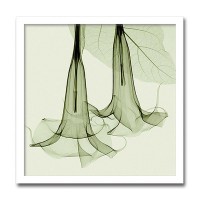 インテリアアート X-ray Photograph Steven N Meyers(スティーブンNマイヤーズ) Datura AS-11390