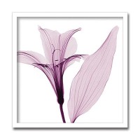 インテリアアート　X-ray Photograph　Steven N Meyers(スティーブンNマイヤーズ)　Alstromeria III 　AS-11433