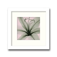 インテリアアート　X-ray Photograph　Steven N Meyers(スティーブンNマイヤーズ)　Lily(small) 　AS-11382