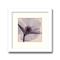 インテリアアート X-ray Photograph Steven N Meyers(スティーブンNマイヤーズ) Hellebore(small) AS-11380