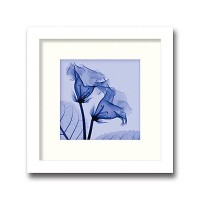 インテリアアート X-ray Photograph Steven N Meyers(スティーブンNマイヤーズ) Gloxinia(small) AS-11365