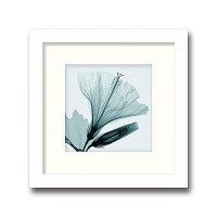 インテリアアート X-ray Photograph Steven N Meyers(スティーブンNマイヤーズ) Hibiscus & Bud(small) AS-11366