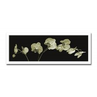インテリアアート X-ray Photograph Steven N Meyers(スティーブンNマイヤーズ) Jk driggs/Orchid Sprays AS-11344