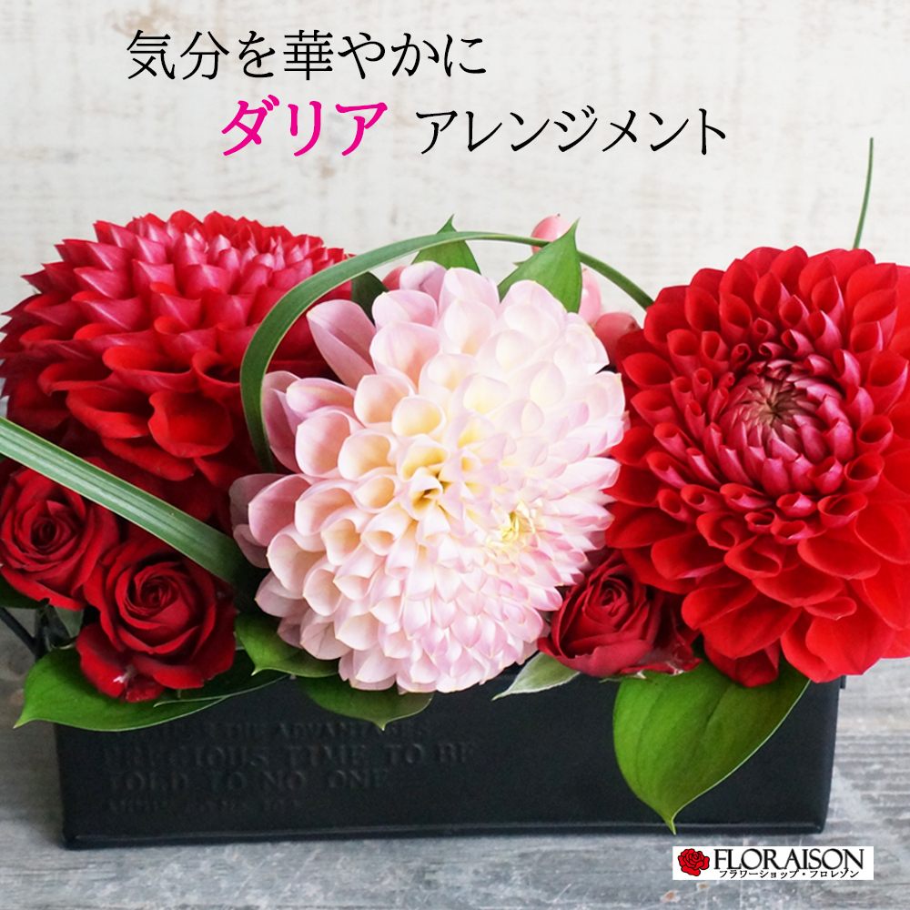 ダリア アレンジメントs 誕生日 プレゼント 花 結婚記念日 ダリア バラ アレンジメント 薔薇 花 ギフト 送料無料 フラワーギフト Educaps Com Br