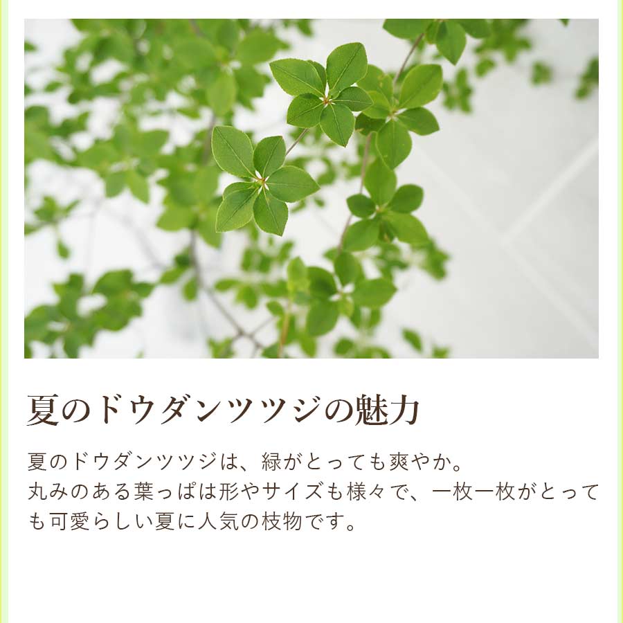 市場 ドウダンツツジ どうだんつつじ 枝 切花 ドウダン 生花 自宅用 季節限定
