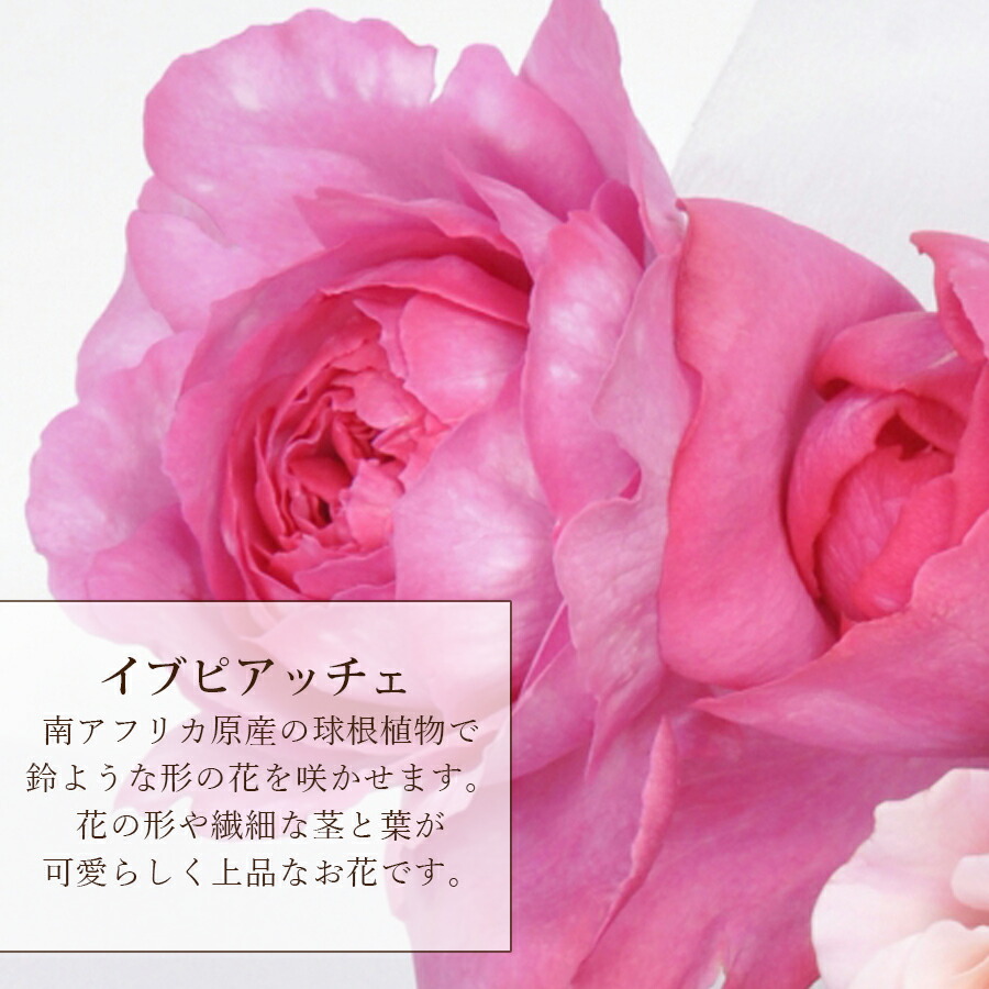 【香りのバラ】ロングブーケ花束【誕生日プレゼント結婚記念日送別会母の日花束甘い香りの薔薇イブピアッチェブーケフレグランスブーケ送料無料】