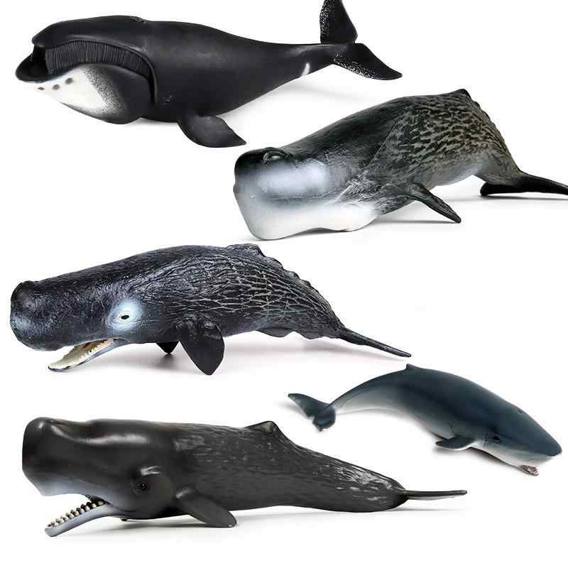 楽天市場】フェバリット 海洋生物フィギュアマリンライフ ソフト