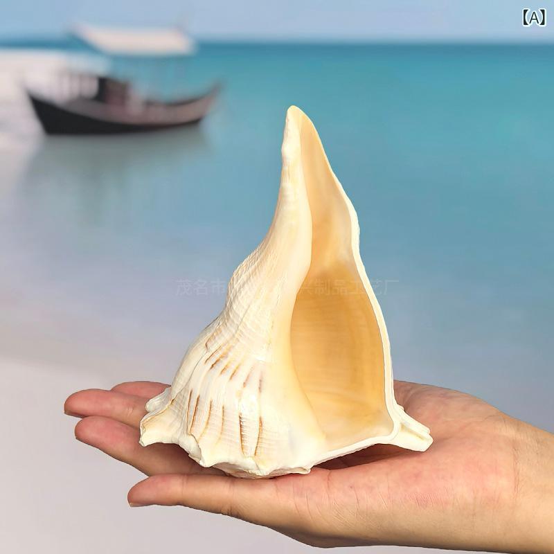 置物 天然 希少 左巻き貝 貝殻 シェル 水槽 アクアリウム 飾り 地中海 インテリア ホーム コレクション オブジェ 手作り ハンドメイド 新中式