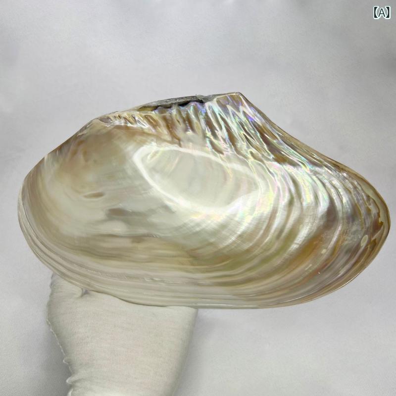 置物 天然 貝殻 パール母貝 淡水パール貝 シェル アクアリウム 水槽装飾 レイアウト オブジェ インテリア 飾り 銀色 工芸品 クラフト 観光記念品 ギフト プレゼント コレクション 高級感