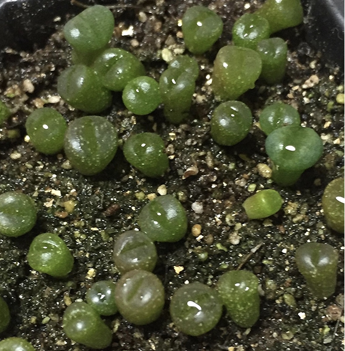 楽天市場 多肉植物 リトープス メセン レッドトップ種子10粒 Red Top Lithops 育て方の説明書付き ぐり んしょっぷ Labicats