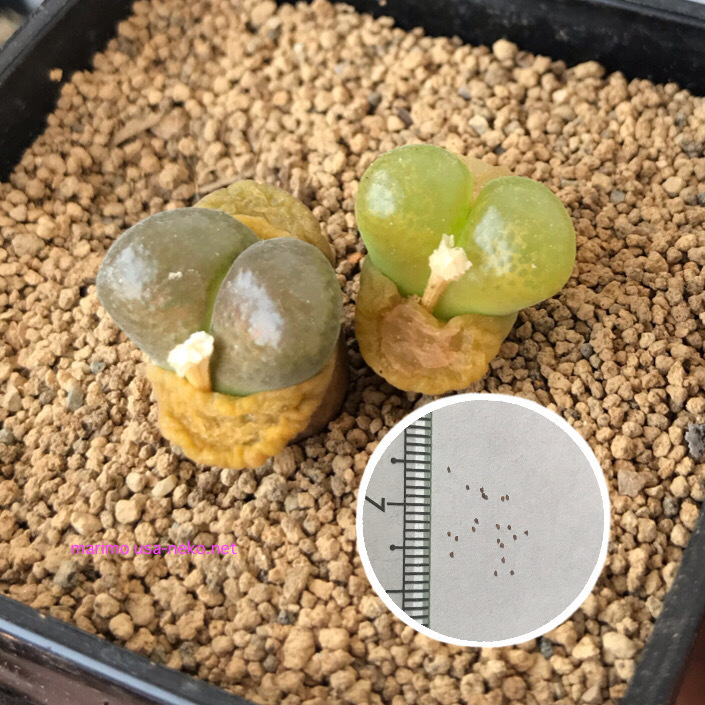 楽天市場 多肉植物 メセン コノフィツム ブルゲリ 種子10粒 Conophytum Burgeri 種子の蒔き方の説明書付き Labicats