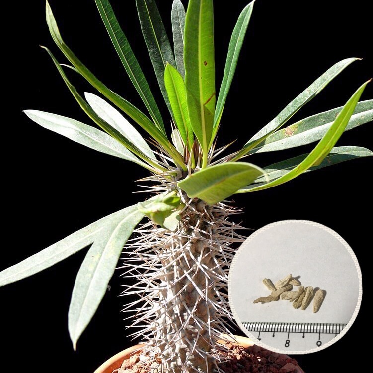 楽天市場 塊根植物 パキポディウム ゲアイー 阿亜相界 種子 Pachypodium Geayi 種子のまき方の説明書付き Labicats