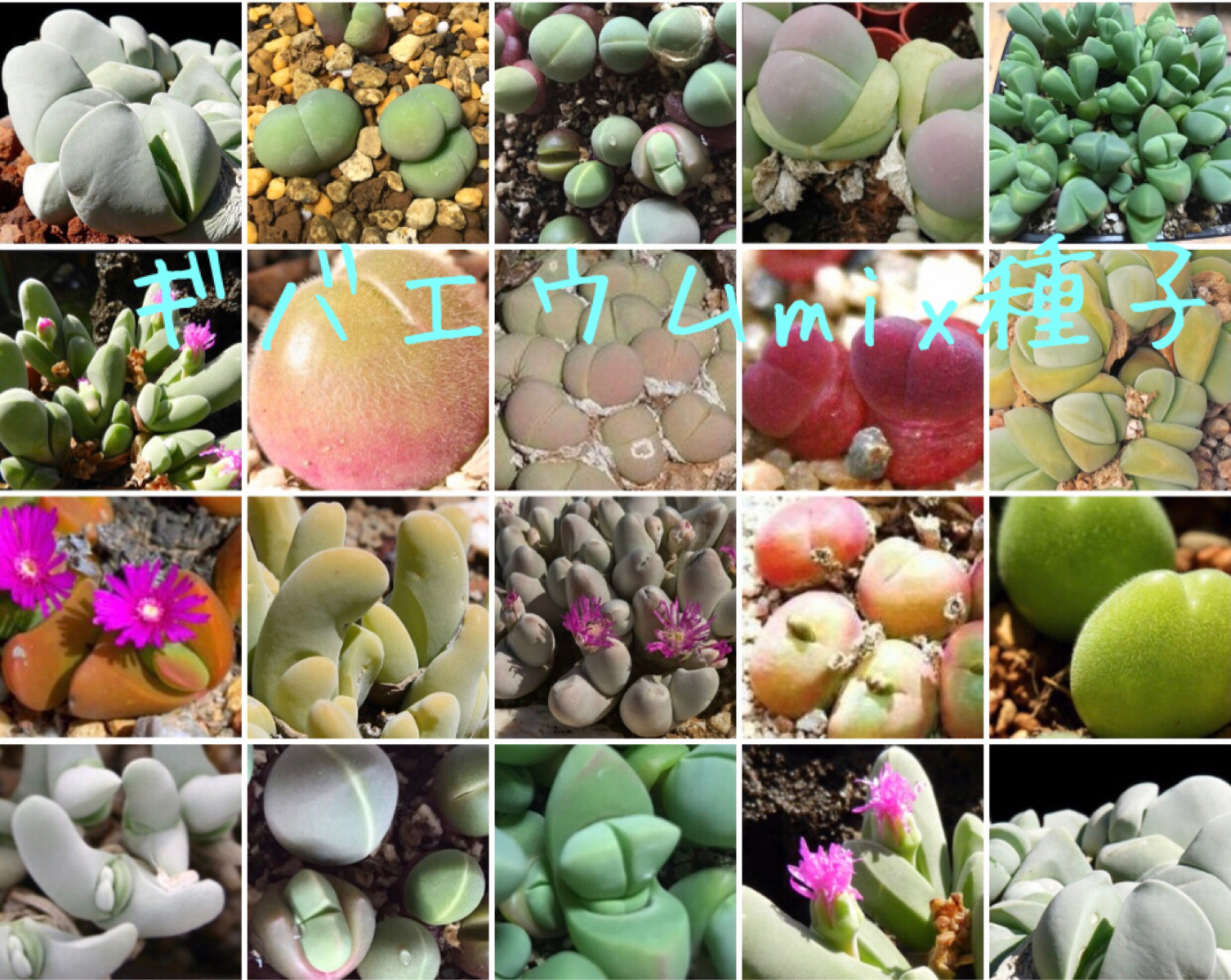 楽天市場 多肉植物 メセン コノフィツム ブルゲリ 種子10粒 Conophytum Burgeri 種子の蒔き方の説明書付き Labicats