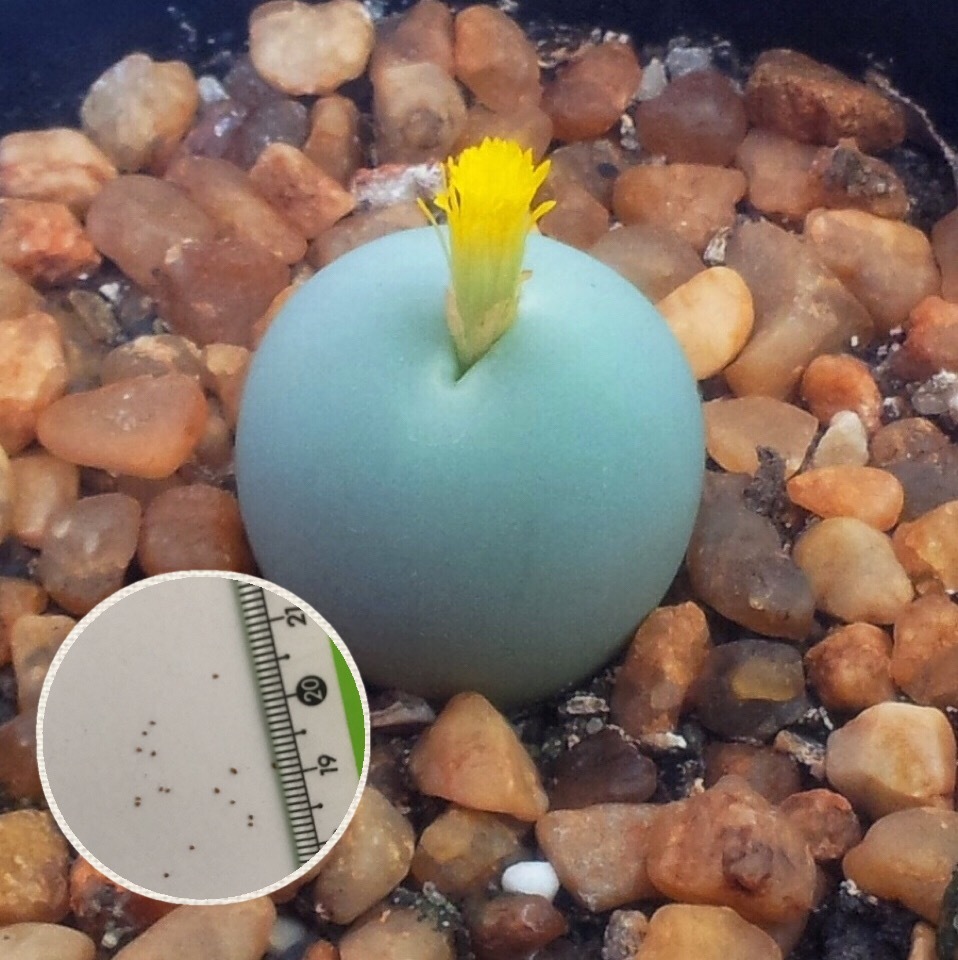 楽天市場 多肉植物 リトープス メセン コノフィツム カルキュルス 種子10粒 Conophytum Calculus 種子の蒔き方の説明書付き ぐり んしょっぷ Labicats