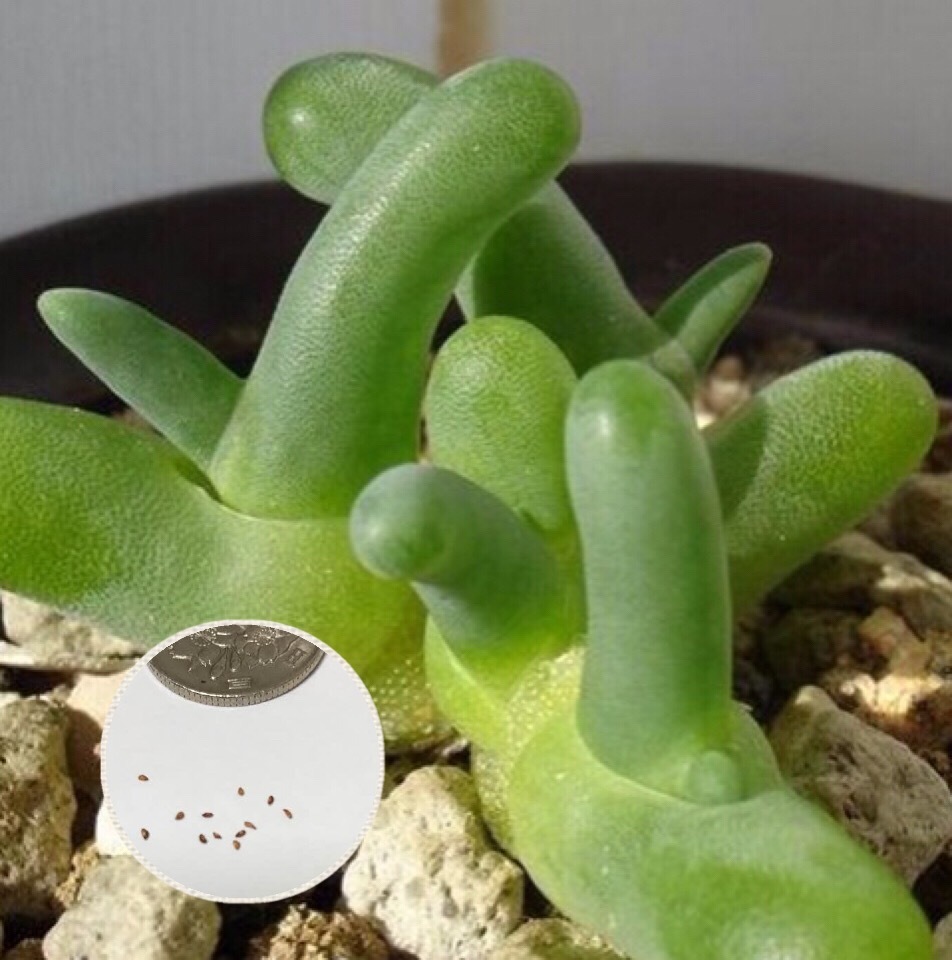 楽天市場 多肉植物 おやゆび姫 Dactylopsis Digitata 種子10粒 説明書付き ちょっと面白い見た目です ぐり んしょっぷ Labicats