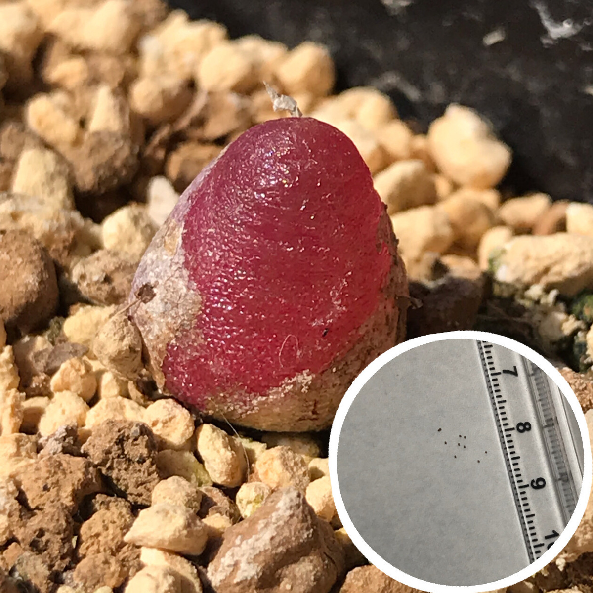 楽天市場 多肉植物 メセン コノフィツム ブルゲリ 種子10粒 Conophytum Burgeri 種子の蒔き方の説明書付き ぐり んしょっぷ Labicats