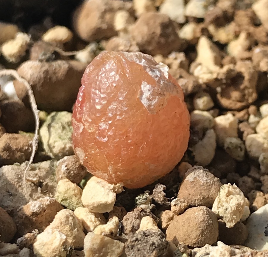 楽天市場 多肉植物 メセン コノフィツム ブルゲリ 種子10粒 Conophytum Burgeri 種子の蒔き方の説明書付き ぐり んしょっぷ Labicats