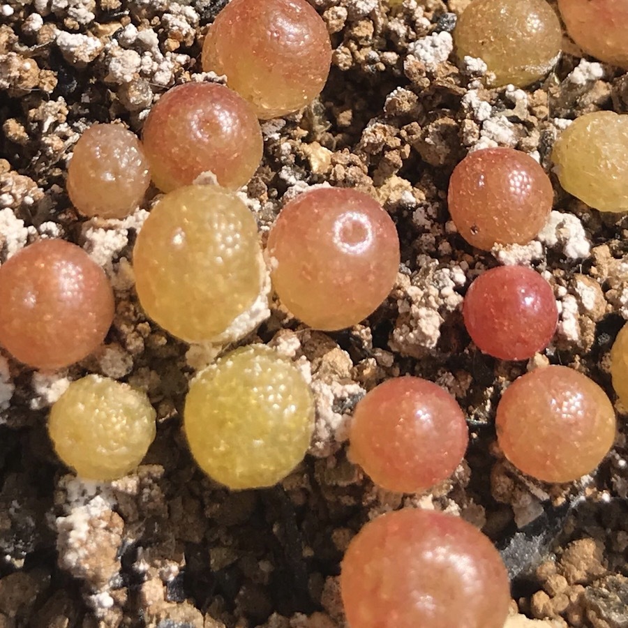 楽天市場 多肉植物 メセン コノフィツム ブルゲリ 種子10粒 Conophytum Burgeri 種子の蒔き方の説明書付き Labicats