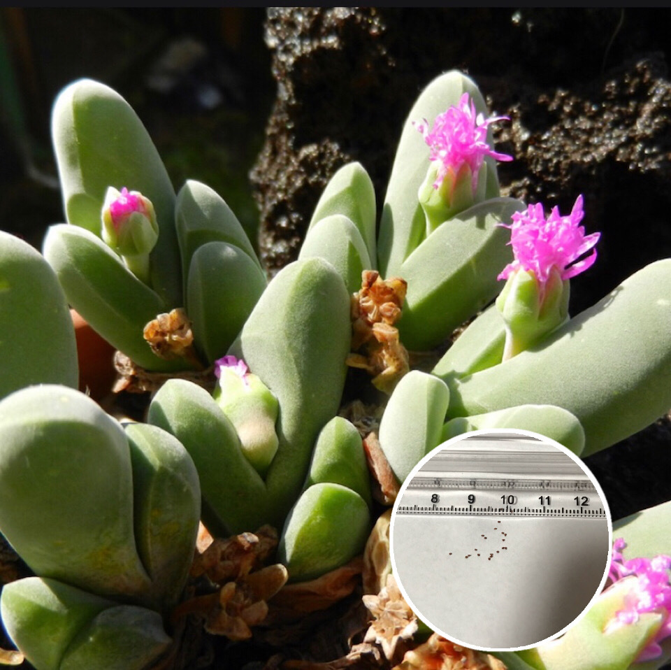 楽天市場 多肉植物 メセン Gibbaeum Shandii 蘚苔玉 種子10粒 種子の蒔き方の説明書付き Labicats