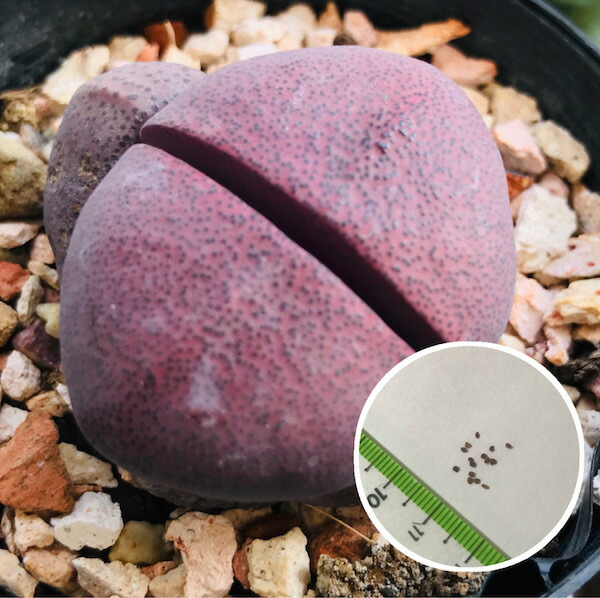 楽天市場 多肉植物 メセン コノフィツム ブルゲリ 種子10粒 Conophytum Burgeri 種子の蒔き方の説明書付き Labicats