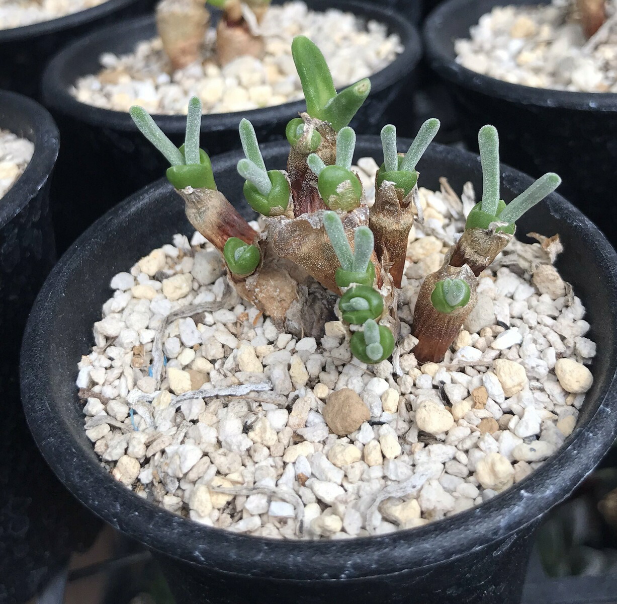 楽天市場 多肉植物 うさぎの耳 モニラリア 種子粒 毎年たくさんの栽培実績のある当店が提供するカラー画像入りの種子の蒔き方と育て方 のコツを散りばめた管理方法付き Labicats