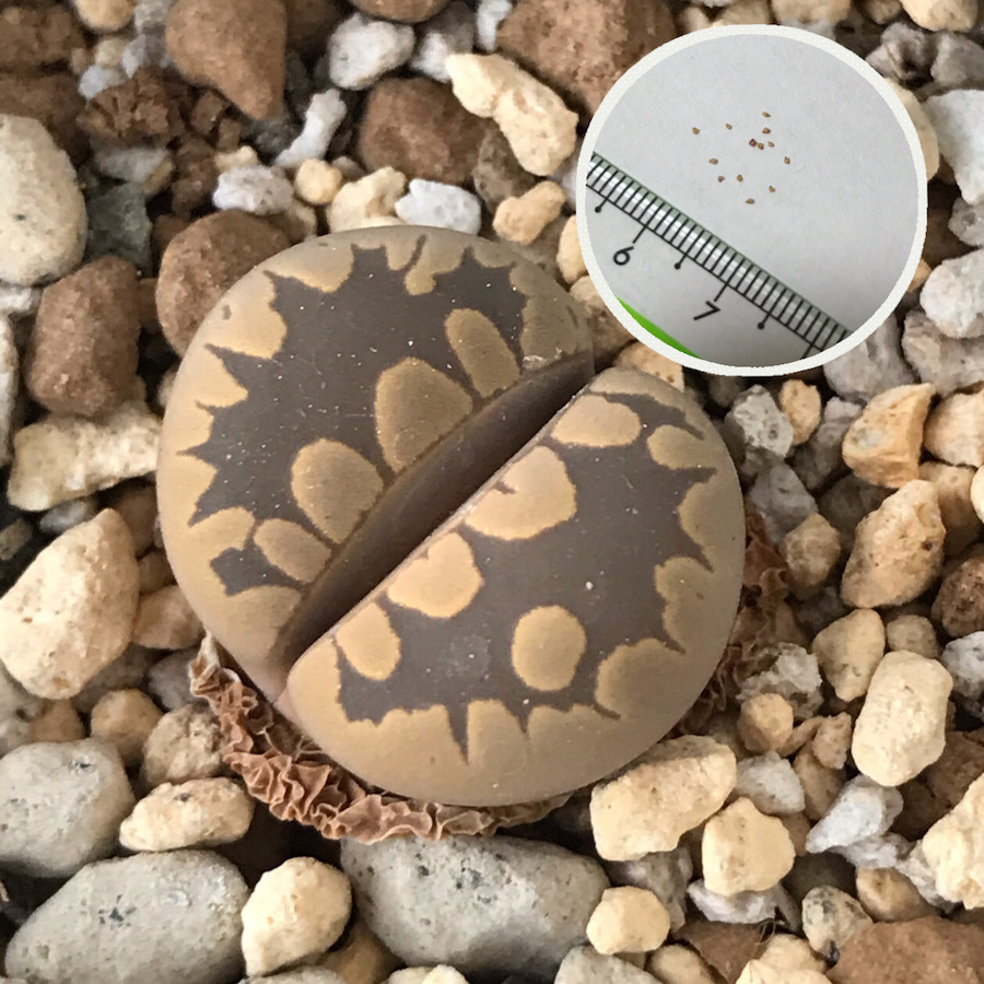 楽天市場 多肉植物 リトープス Lithops Marmorata V Elisae マルモラータ エリサエ 初めてでも安心 育て方の説明書付き Labicats