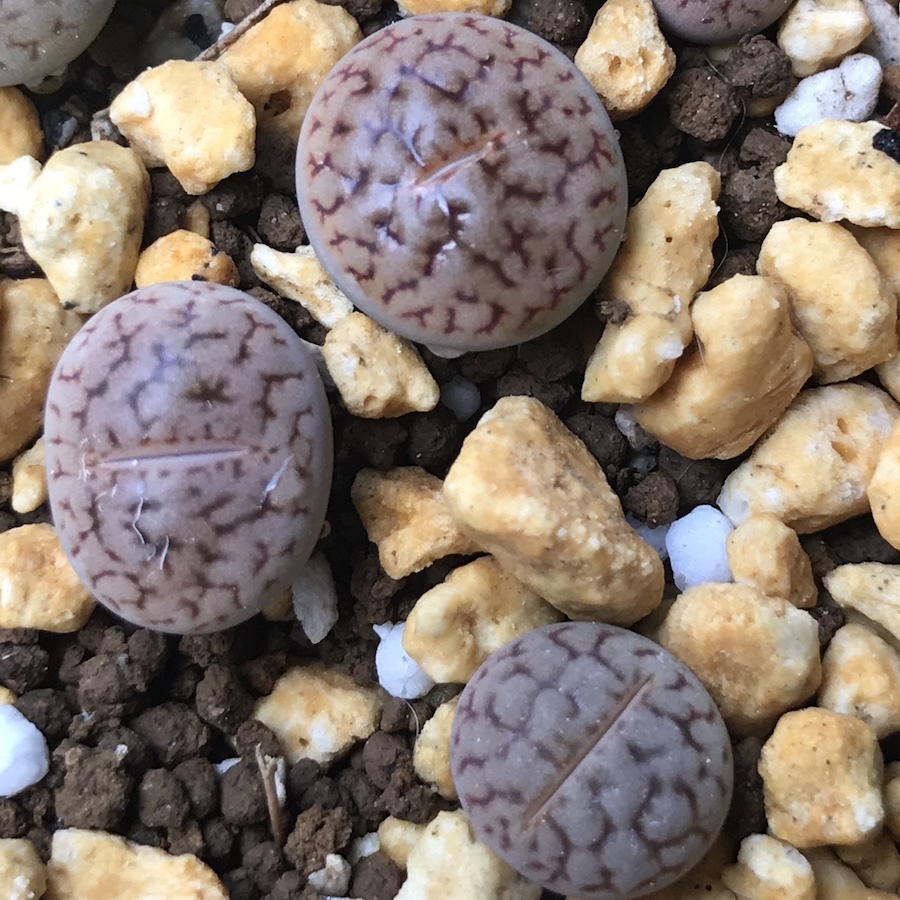 楽天市場 多肉植物 リトープス 朝貢玉 Lithops Verruculosa 育て方の説明書付き Labicats