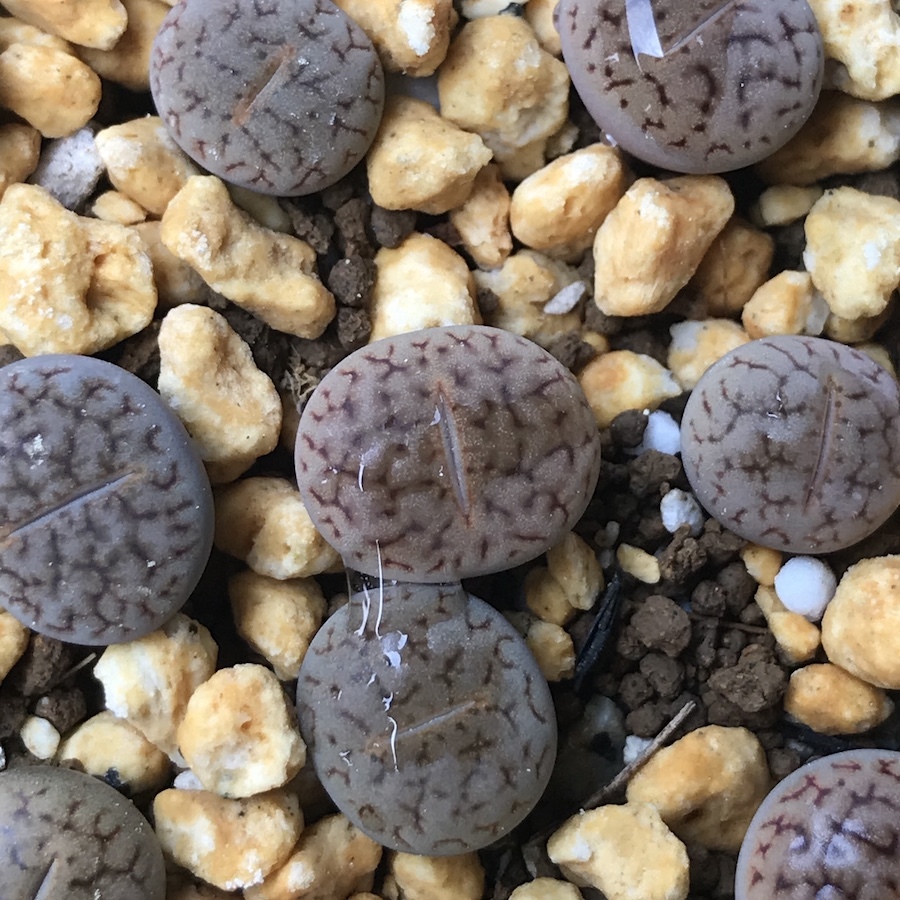 楽天市場 多肉植物 リトープス 朝貢玉 Lithops Verruculosa 育て方の説明書付き Labicats