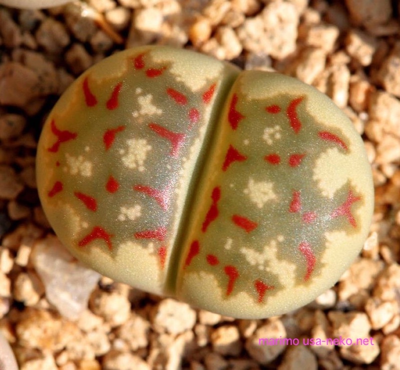 楽天市場 多肉植物 リトープス 麗虹玉 種子10粒 Lithops Dorotheae ドロテアエ 育て方の説明書付き Labicats