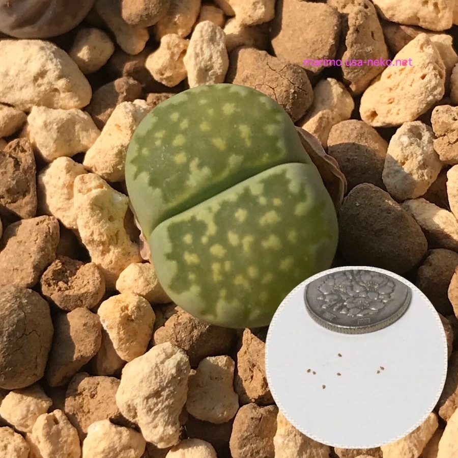 楽天市場 多肉植物 リトープス メセン 李夫人 種子10粒 Lithops Salicola 育て方の説明書付き ぐり んしょっぷ Labicats