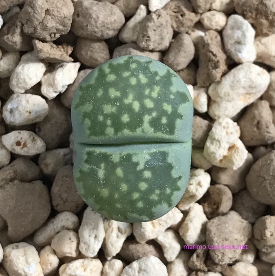 楽天市場 多肉植物 リトープス メセン 李夫人 種子10粒 Lithops Salicola 育て方の説明書付き ぐり んしょっぷ Labicats