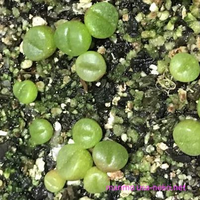 楽天市場 多肉植物 リトープス メセン 李夫人 種子10粒 Lithops Salicola 育て方の説明書付き ぐり んしょっぷ Labicats