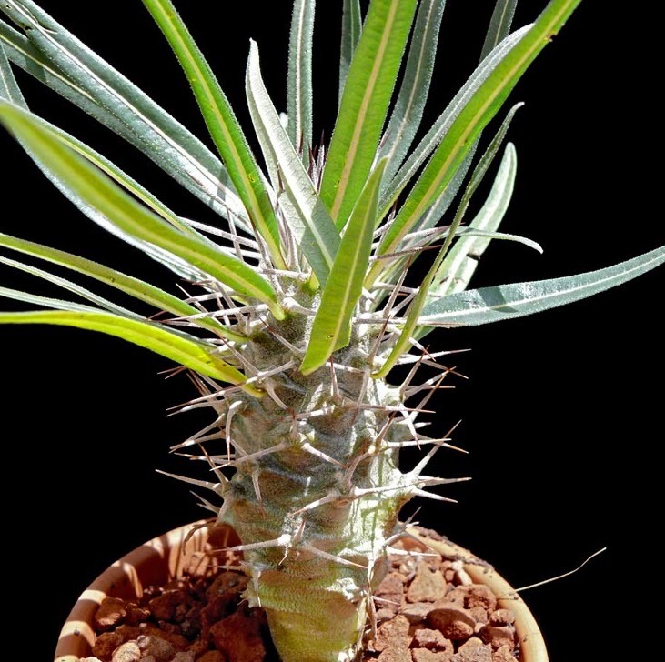 楽天市場 塊根植物 パキポディウム ゲアイー 阿亜相界 種子 Pachypodium Geayi 種子のまき方の説明書付き Labicats