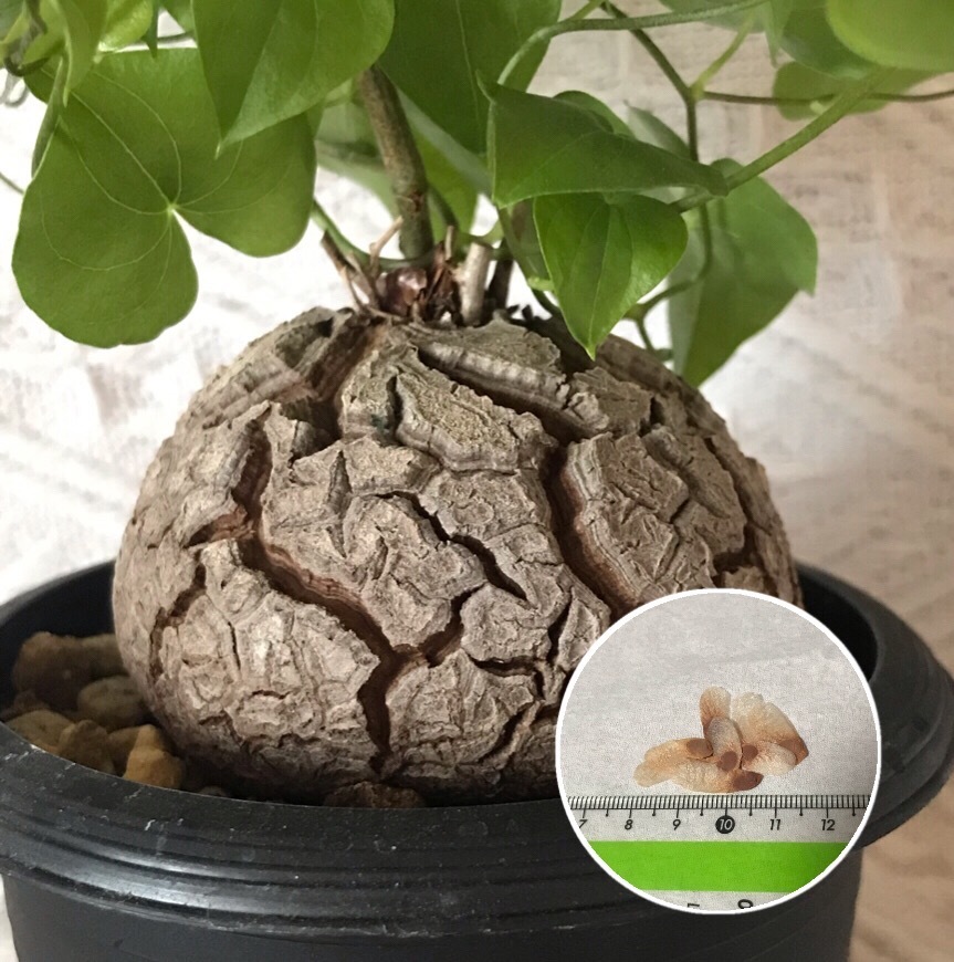 楽天市場 塊根植物 亀甲竜 種子 Dioscorea Elephantipes 種子のまき方の説明書付き Labicats