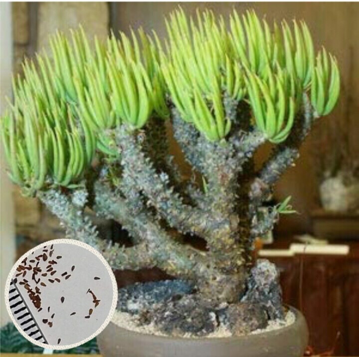 楽天市場】ビザールプランツ 珍奇植物 種子 TYLECODON paniculatus チレコドン・パニクラタス 阿房宮 種子のまき方の説明書付き :  LabiCats