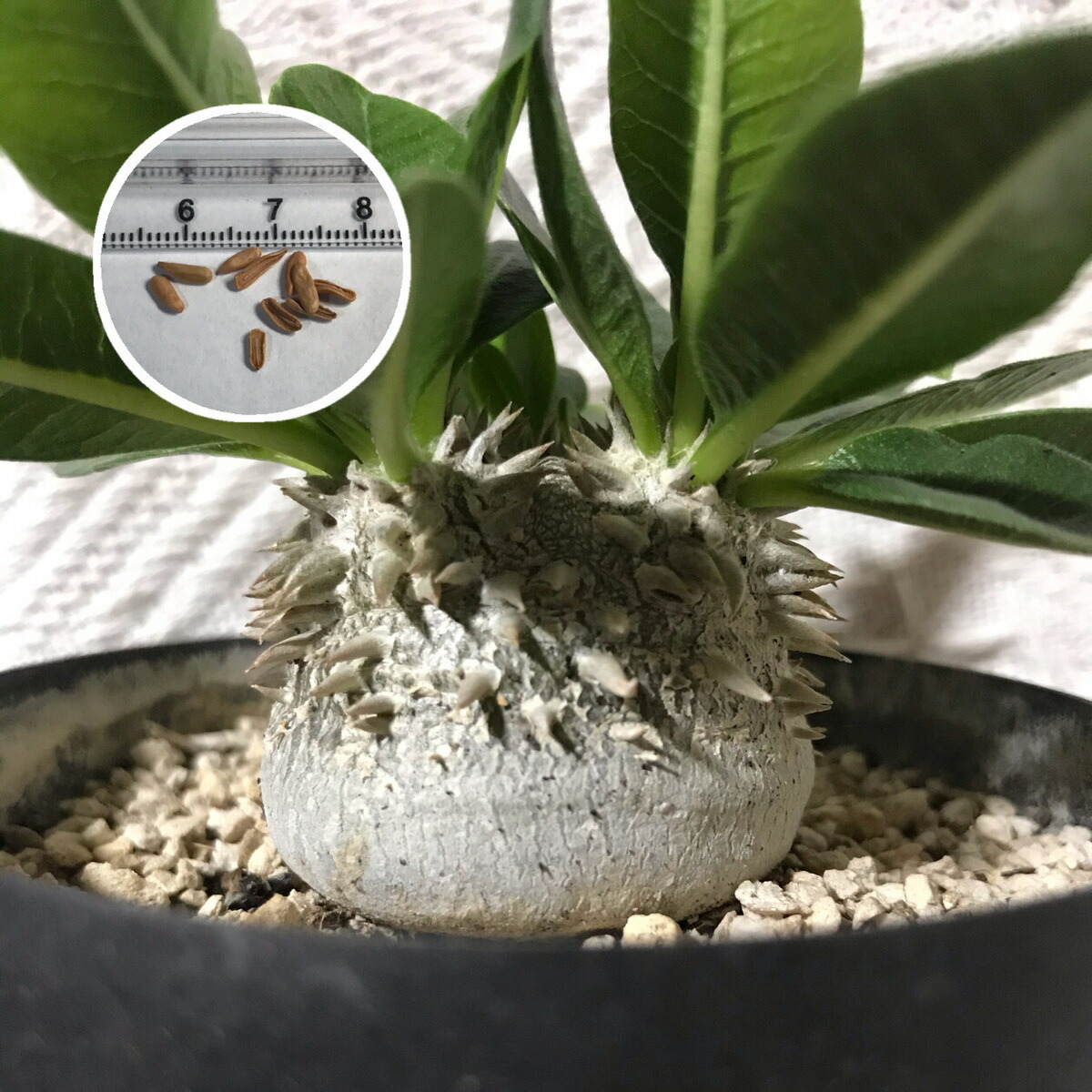 楽天市場 塊根植物 パキポディウム Pachypodium Brevicaule 恵比寿笑い 種子5粒種子のまき方の説明書付き Labicats