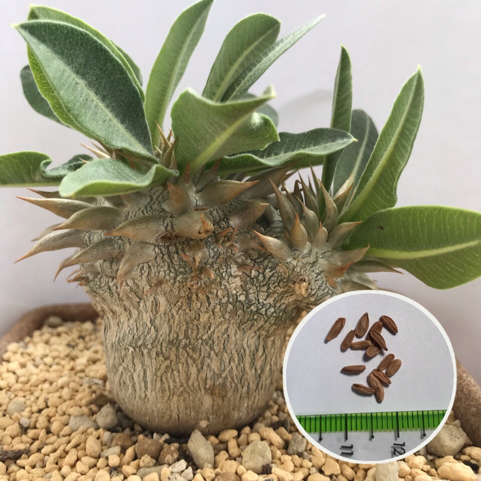 楽天市場 塊根植物 パキポディウム エブレネウム 種子 Pachypodium Eburneum 種子のまき方の説明書付き Labicats