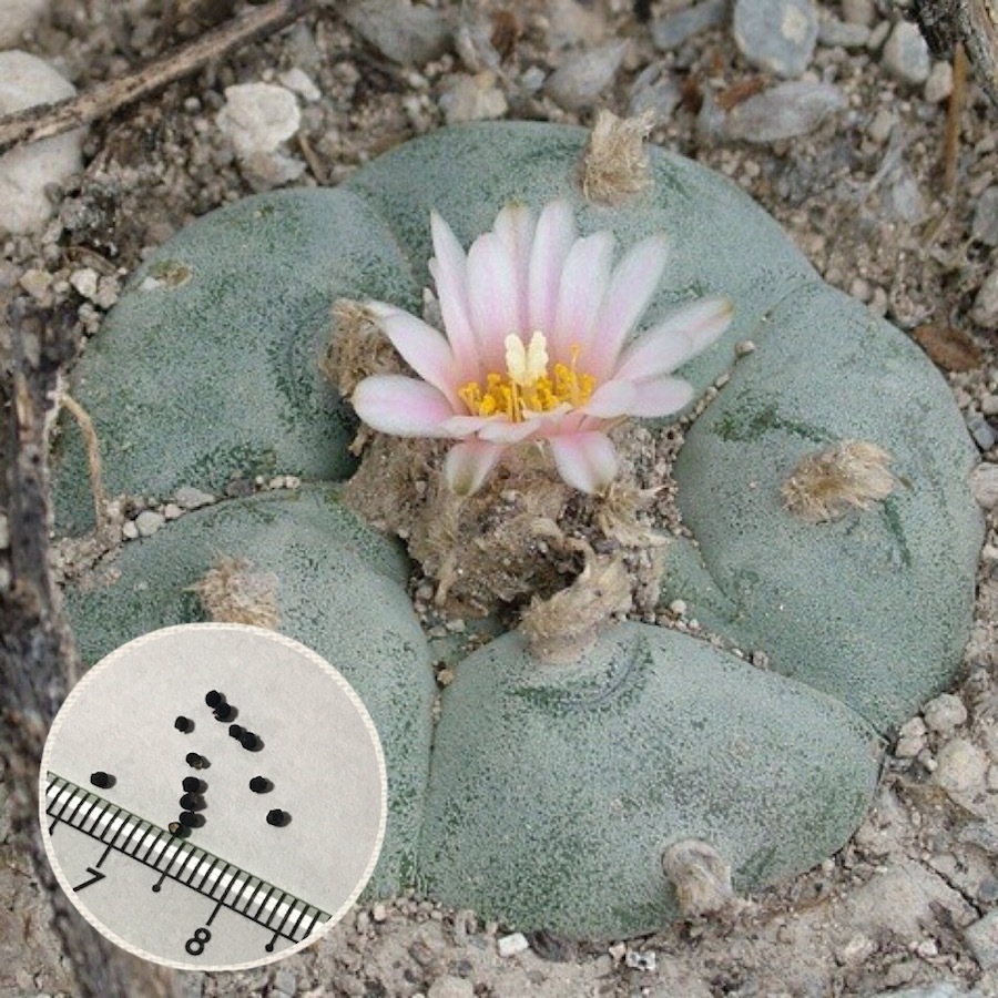 ボタニカルウエディング ロフォフォラ 鳥羽玉 - Lophophora williamsii