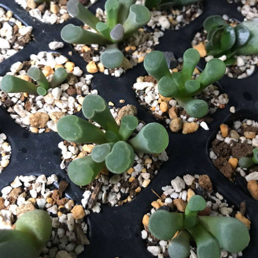 楽天市場 多肉植物 フルチアフ ルクラ Frithia Pulchra Rote Bluete 種子10粒 説明書付き ぐり んしょっぷ Labicats