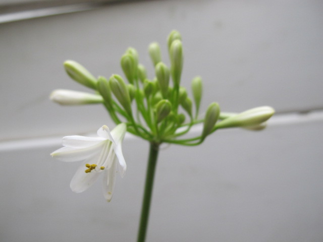 楽天市場 アガパンサス 白花 開花株 Gardenshop Lacotto