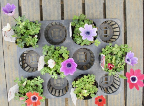 楽天市場 原種アネモネ フルゲンス Gardenshop Lacotto