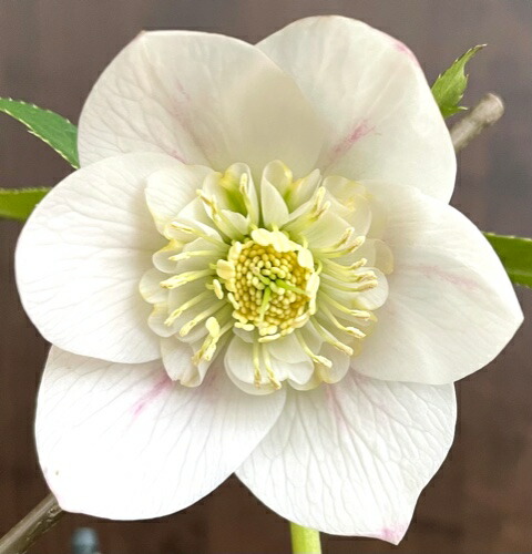 楽天市場】クリスマスローズ シクロフィルス : おぎはら植物園