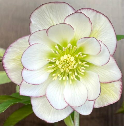 楽天市場】クリスマスローズ 大和園 カップ咲 ホワイトダブル 0222-008