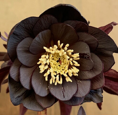 楽天市場】クリスマスローズ 広瀬園芸 ソレイユDD : GardenShop LaCotto