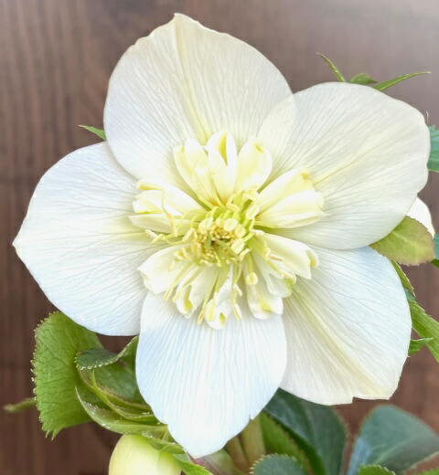 楽天市場】クリスマスローズ シクロフィルス : おぎはら植物園