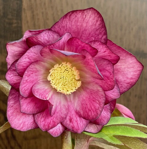 楽天市場】クリスマスローズ 広瀬園芸 レッドオーレアDD : GardenShop